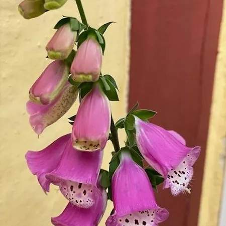 Faaborg Vandrehjem * Fåborg